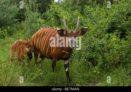 Bongo, Tragelaphus euryceros, Mount Kenya, Kenya Stock Photo