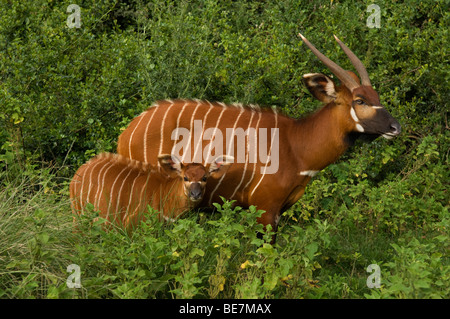 Bongo, Tragelaphus euryceros, Mount Kenya, Kenya Stock Photo