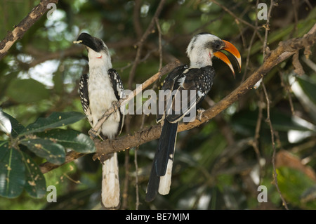 Jackson's hornbill (Tockus jacksoni) pair, Lake Baringo, Kenya Stock Photo