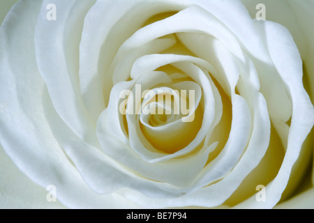 White rose flower (Rosa genus) detail close up