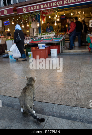 Cat waiting for fish Spice Bazaar in Instanbul Stock Photo
