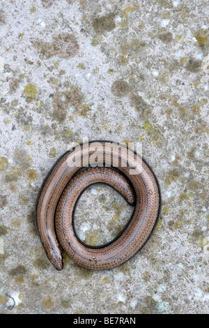 Slow worm (Anguis fragilis) on concrete, England , UK Stock Photo