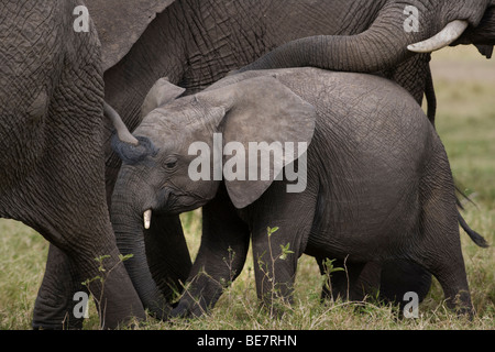 Baby African elephant walks surrounded by herd of adults, one trunk protectively resting on its back, Maasai Mara, Kenya Stock Photo