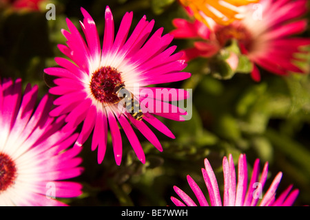 A bee collects pollen from a purple Livingstone Daisy flower in northern England. The flowers bloom in September. Stock Photo