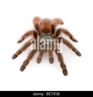 Antilles pinktoe tarantula, Avicularia metallica, against white background, studio shot Stock Photo