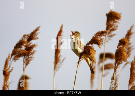 Great Reed Warbler (Acrocephalus arundinaceus), male chirping in reed, Burgenland, Austria, Europe Stock Photo