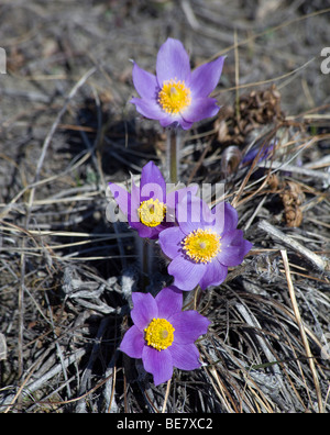 Northern Crocus, Prairie Crocus, Prairie Smoke, or Pasque Flower (Pulsatilla patens), Slims River Valley, Kluane National Park, Stock Photo