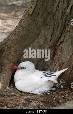 Red-tailed Tropicbird, Phaethon rubricauda rothschildi, nesting Midway Atoll Stock Photo