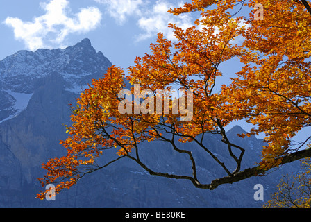 Beech in autumn colours with view to Spritzkarspitze, Grosser Ahornboden, Karwendel, Tyrol, Austria Stock Photo
