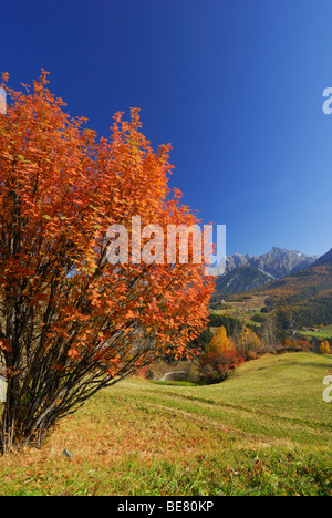 Mountain ash in autumn colours with view to Piz Lischana and Piz San Jon, Unterengadin, Engadin, Grisons, Switzerland Stock Photo