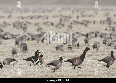 A Red-breasted Goose in a mixed flock of Brent and Barnacle Geese in the frost