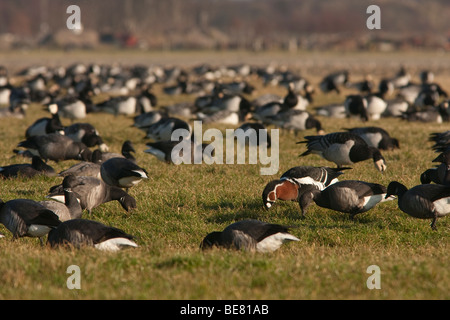A Red-breasted Goose in a mixed flock of Brent and Barnacle Geese A Red-breasted Goose in a mixed flock of Brent and Barnacle Geese