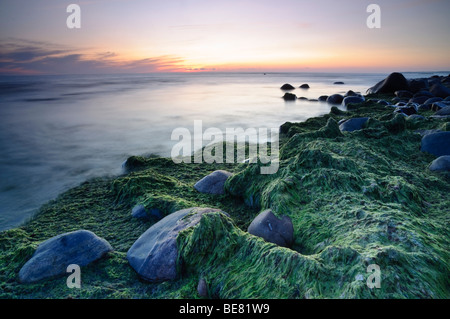 View of algae covered stones on coast of the Gulf of Riga Stock Photo