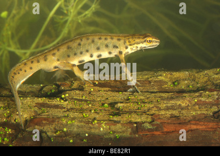 Kleine watersalamander (Triturus vulgaris), Belgi Smooth Newt / Common Newt (Triturus vulgaris), Belgium Stock Photo