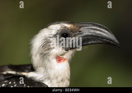 Jackson's hornbill (Tockus jacksoni), female, Lake Baringo, Kenya Stock Photo
