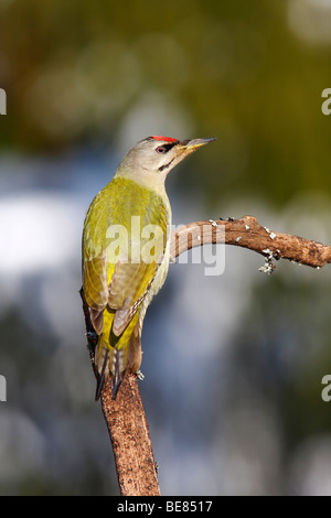 Grey-headed Woodpecker (Picus canus) perched on a branch Stock Photo