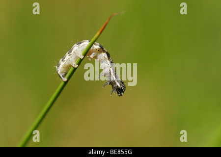 Rups van een Kleine voorjaarsuil, zwarte variant; Caterpillar of a Small quaker Stock Photo
