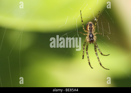 Garden spider on a web among foiliage Stock Photo