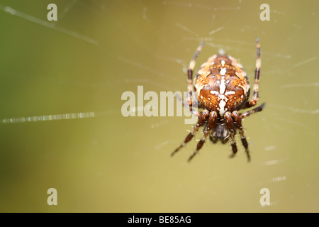 Araneus diadematus Common Garden spider  with distinctive white cross on its abdomen in UK September Stock Photo