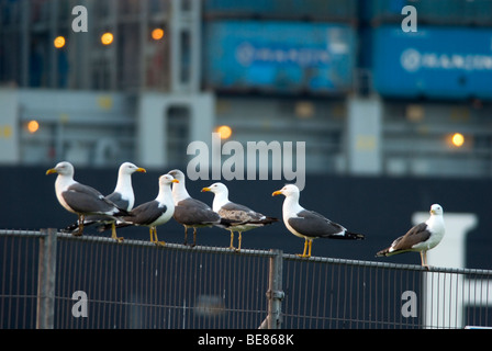 Lesser Black-backed gulls near breeding colony in the harbour of rotterdam
