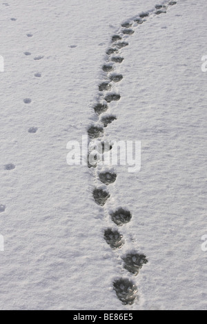 Footprints of European beaver in snow on ice Stock Photo