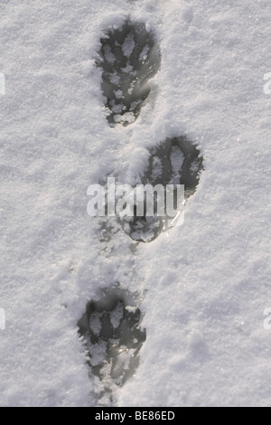 Footprints of European beaver in snow on ice Stock Photo