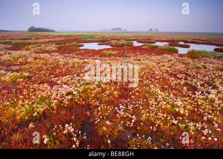 koudekerkse inlaag in najaar; koudekerkse inlaag in september Stock Photo