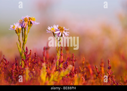 bloem van zeeaster of zulte tussen zeekraal; sea aster in between salicornia glasswort Stock Photo