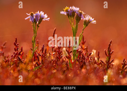 bloem van zeeaster of zulte tussen zeekraal; sea aster in between salicornia glasswort Stock Photo