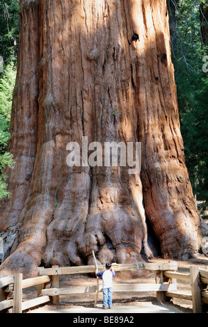 USA, California, Sequoia National Park, General Sherman giant redwood tree trunk with figure at base. Stock Photo