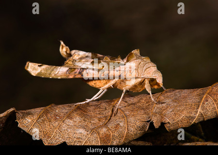 angle shades moth; Phlogophora meticulosa Stock Photo