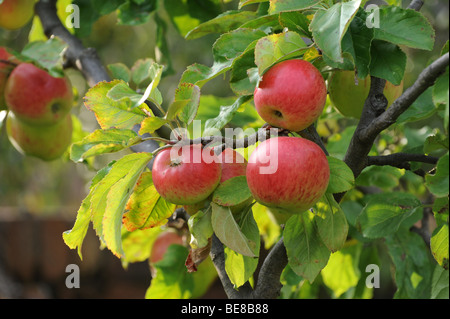 Ripe red apples Stock Photo