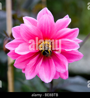 Natural History Insects Bumble bee on a dark pink Dahlia flower in a garden.