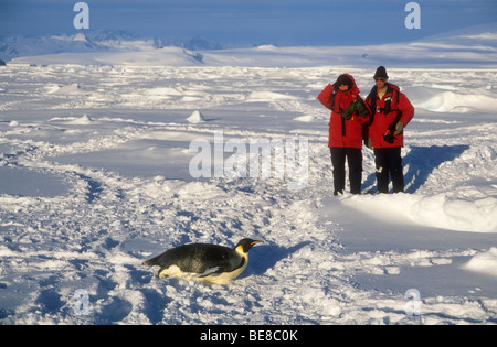 Two Tourists Looking At Emperor Penguin (Aptenodytes forsteri), Cape Washington, Antarctica Stock Photo