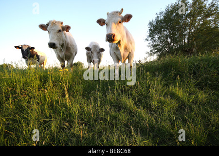 Nieuwsgierige koeien in grasland, Belgi Curious cows in grassland, Belgium Stock Photo