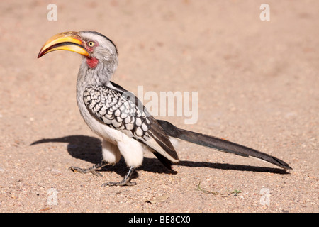 Male Southern Yellow-billed Hornbill Tockus leucomelas In Kruger National Park, South Africa Stock Photo