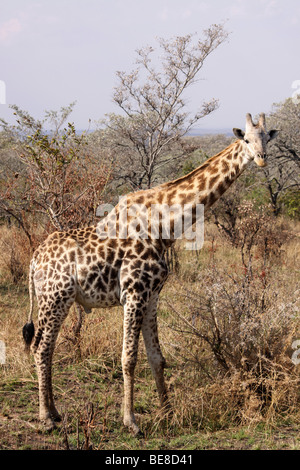 Southern Giraffe Giraffa camelopardalis giraffa In The Kruger National Park, South Africa Stock Photo