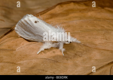 yellow-tail moth; Euproctis similis; male Stock Photo