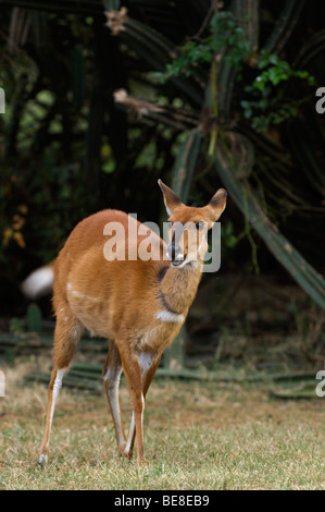 Bushbuck (Tragelaphus scriptus), Maasai Mara National Reserve, Kenya Stock Photo