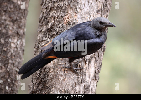 Female Red-winged Starling Onychognathus morio In The Kruger National Park, South Africa Stock Photo