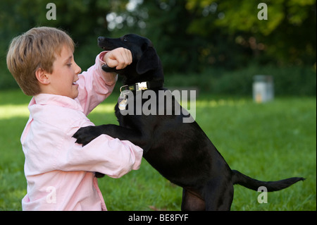 Boy, 10, playing with a labrador puppy Stock Photo