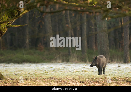 Wild zwijn; Sus scrofa; Boar; Wildschweine Stock Photo