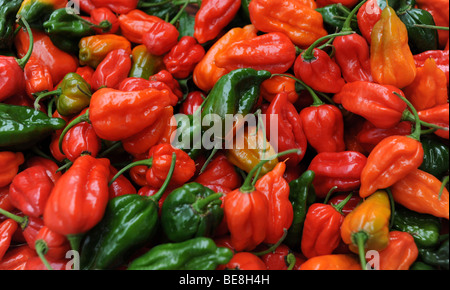 Dorset Naga chillies spicy foods ingredient Stock Photo