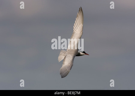 Witwangstern (Chlidonias hybrida) in vlucht, Whiskered Tern in flight Stock Photo