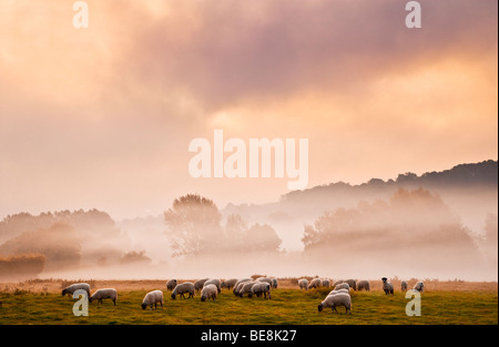 A flock of sheep in a field on a moody atmospheric evocative misty autumn morning in the Kennet Valley near Axford, Wiltshire,UK Stock Photo