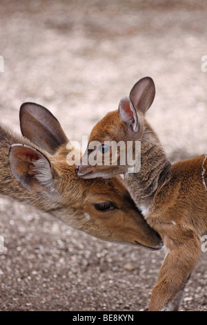 Female Bushbuck Tragelaphus sylvaticus With Fawn Taken in Kei Mouth, South Africa Stock Photo