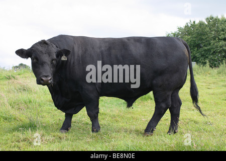 Aberdeen Angus bull. Stock Photo