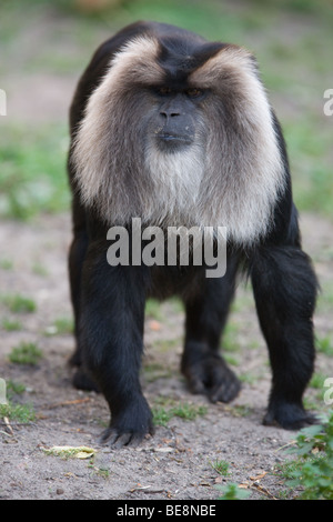 Lion-tailed Macaque - Macaca silenus Stock Photo