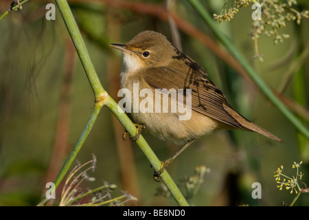 Zijaanzicht van Kleine karekiet aan een takje. Profile of a Reed warbler on a twig. Stock Photo
