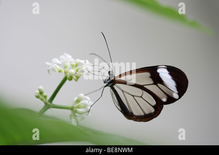 Glass Wing Butterfly (Greta oto) on a white flower
